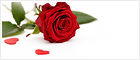Valentines Day - Icône de chat en direct #7 - hors ligne - English